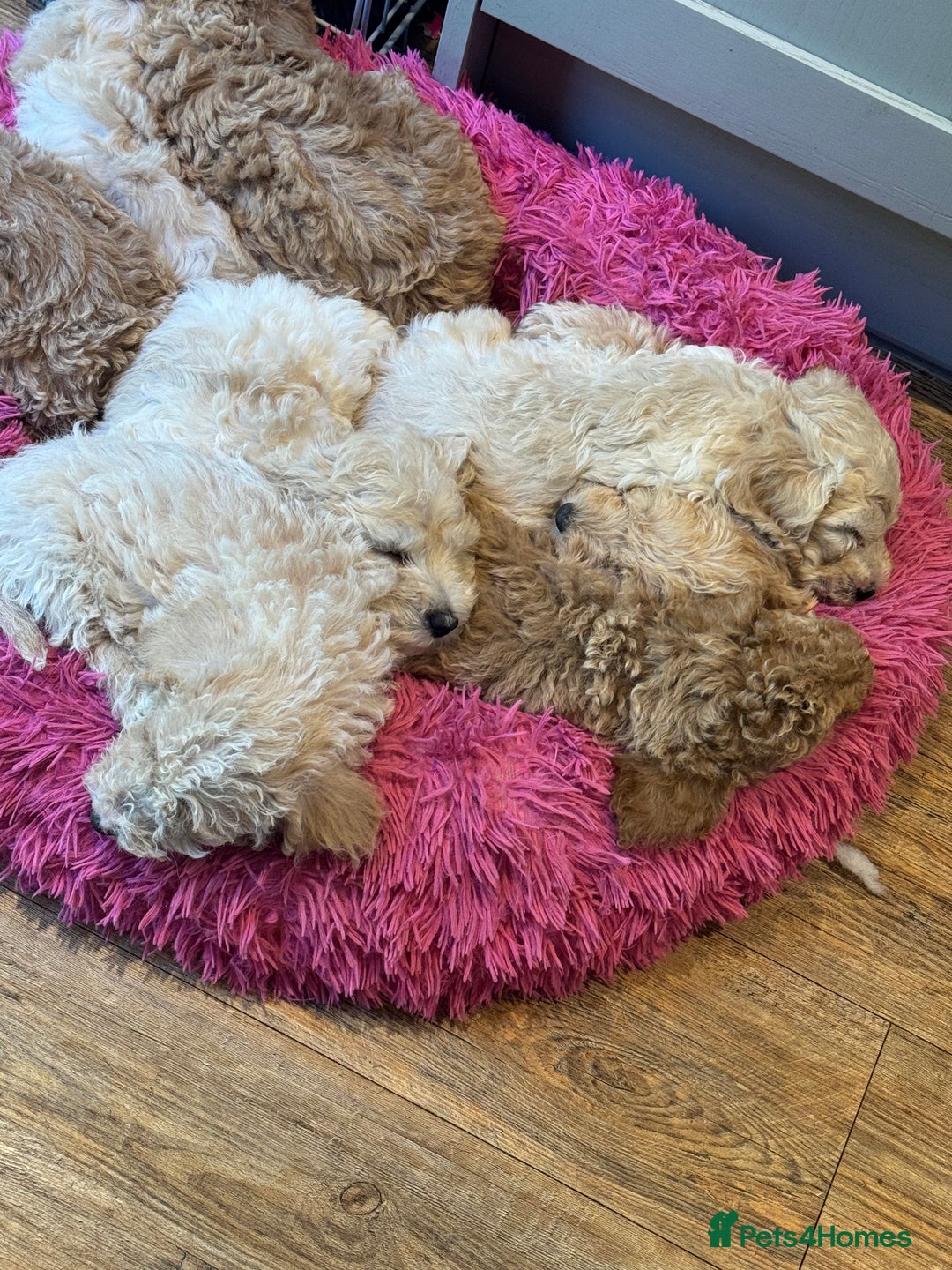 Cockapoo dogs for sale: F2b Cockapoo well handled & social  - Image 15