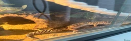 Leopard Gecko reptiles for sale: Male leopard gecko - Advert 3