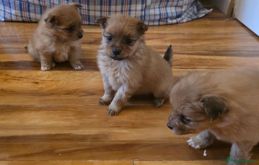 Pomeranian dogs for sale: Pomeranian Puppies - Image 13