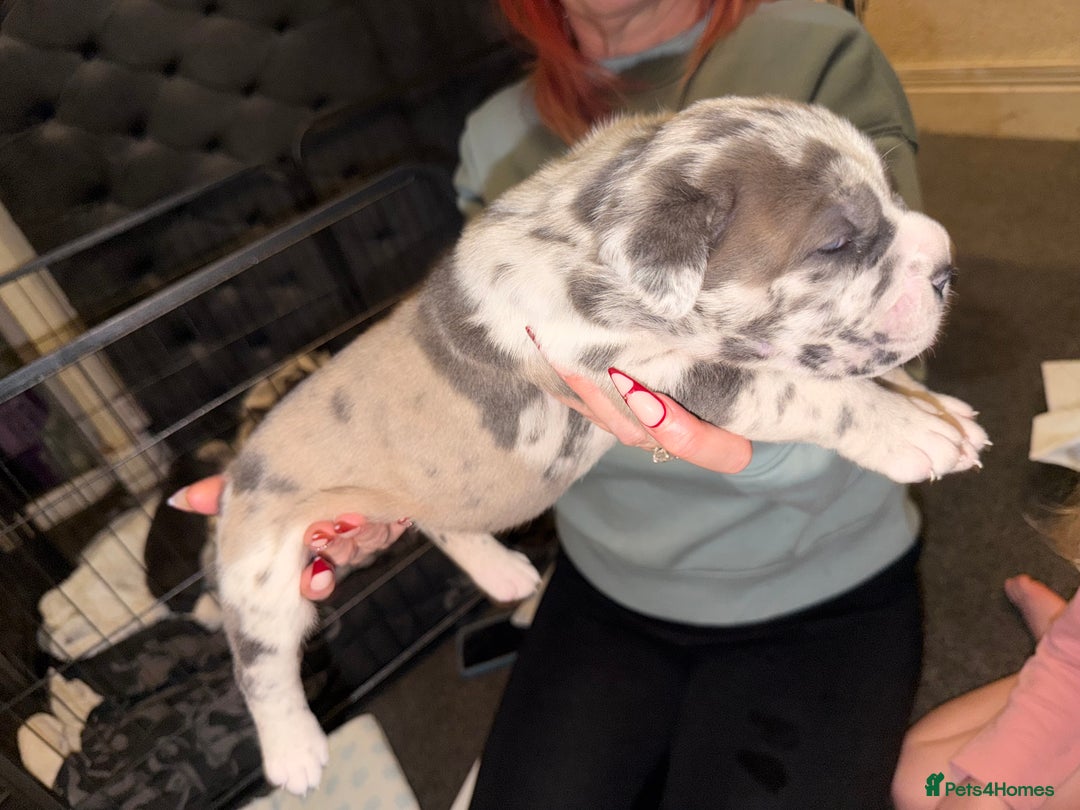 Cane Corso dogs for sale: Champion Bloodline Cane Corso Pups - Advert 8