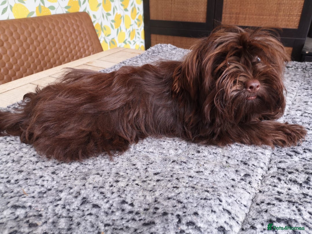 Yorkshire Terrier dogs for sale: Stunning chocolate Yorkie girl, 6 months - Image 4