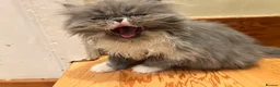 Persian cats for sale: Stunning pedigree Persian kittens - Advert 3