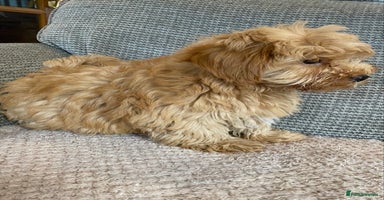 Cockapoo dogs - Advert 3