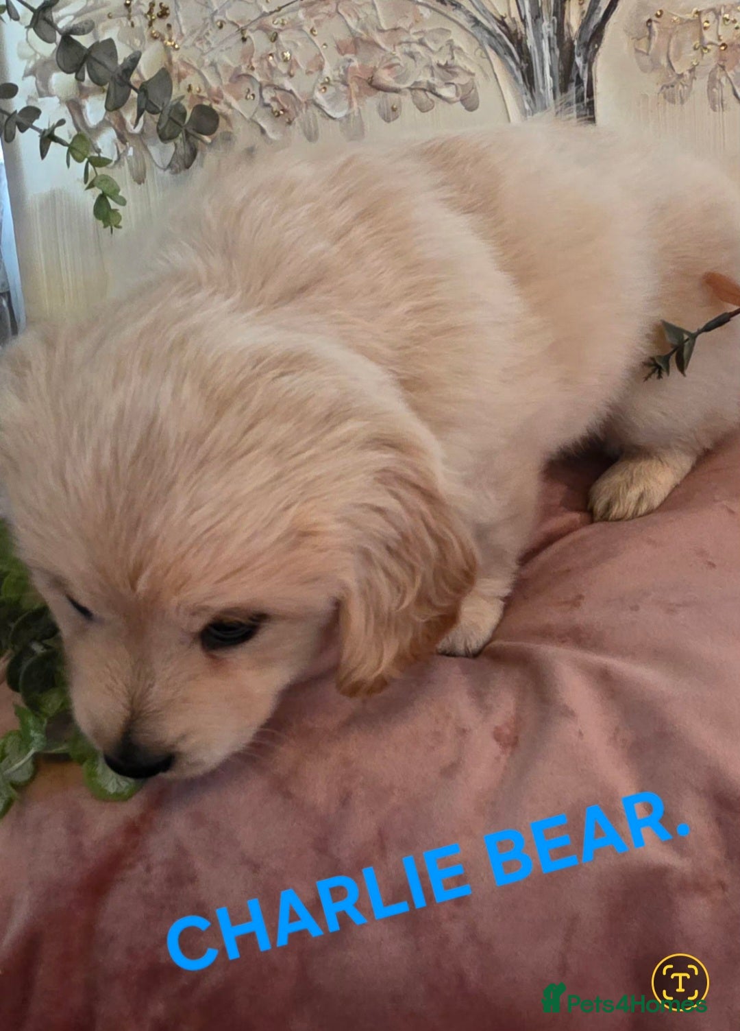 Mixed Breed dogs Maltipoo puppies  - Advert 2