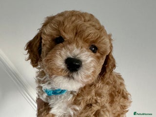 Maltipoo dogs for sale: Stunning Maltipoo puppies - Advert 1