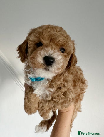 Maltipoo dogs Stunning Maltipoo puppies - Advert 1