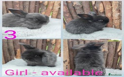 Mini Lop rabbits for sale: Mini lop and mini lop lion head   - Image 6