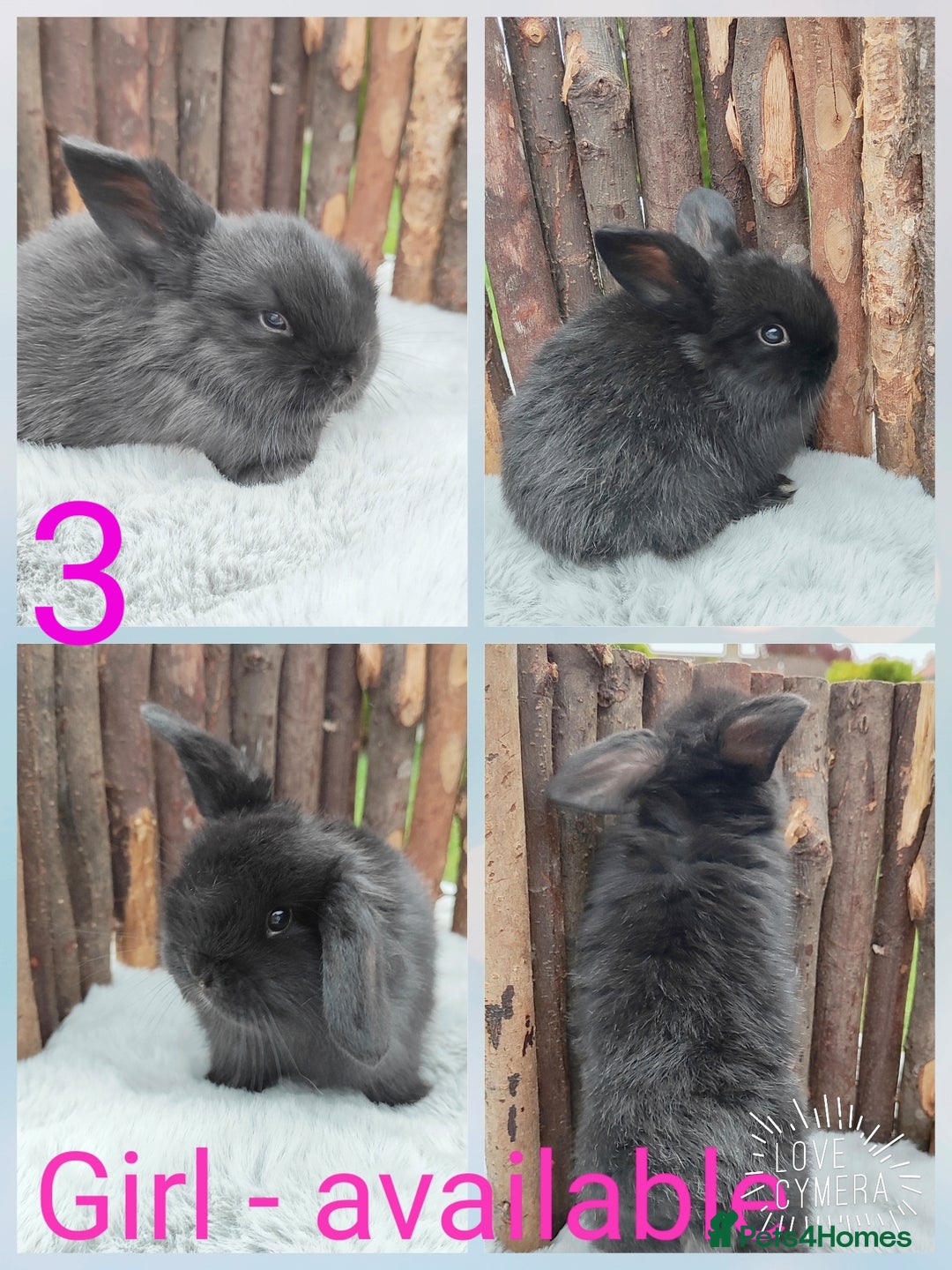 Mini Lop rabbits for sale: Mini lop and mini lop lion head   - Image 6