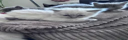 Mixed Breed cats for sale: Kittens - Advert 14