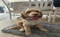 Mixed Breed dogs for sale: BEAUTIFUL PUPPIES - Cockapoo x Sproodle  - Image 5