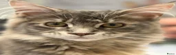 Maine Coon cats for sale: Princess  - Advert 2