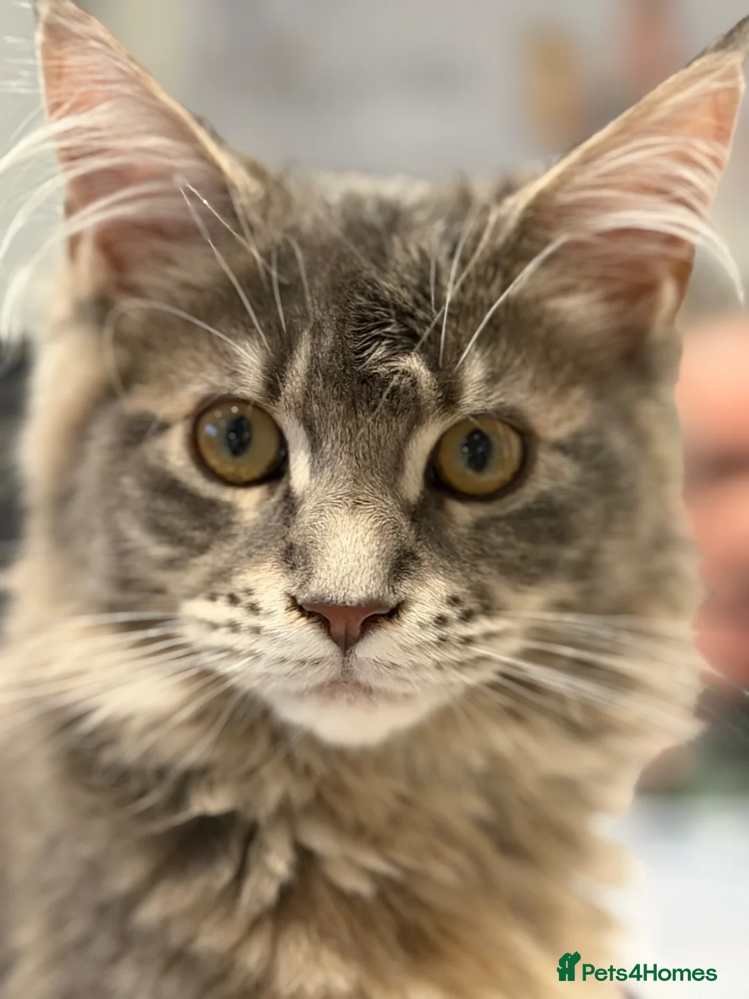 Maine Coon cats for sale: Princess  - Advert 2