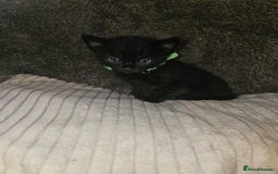 British Shorthair cats for sale: 4 beautiful fluffy kittens 4 weeks old  - Image 6