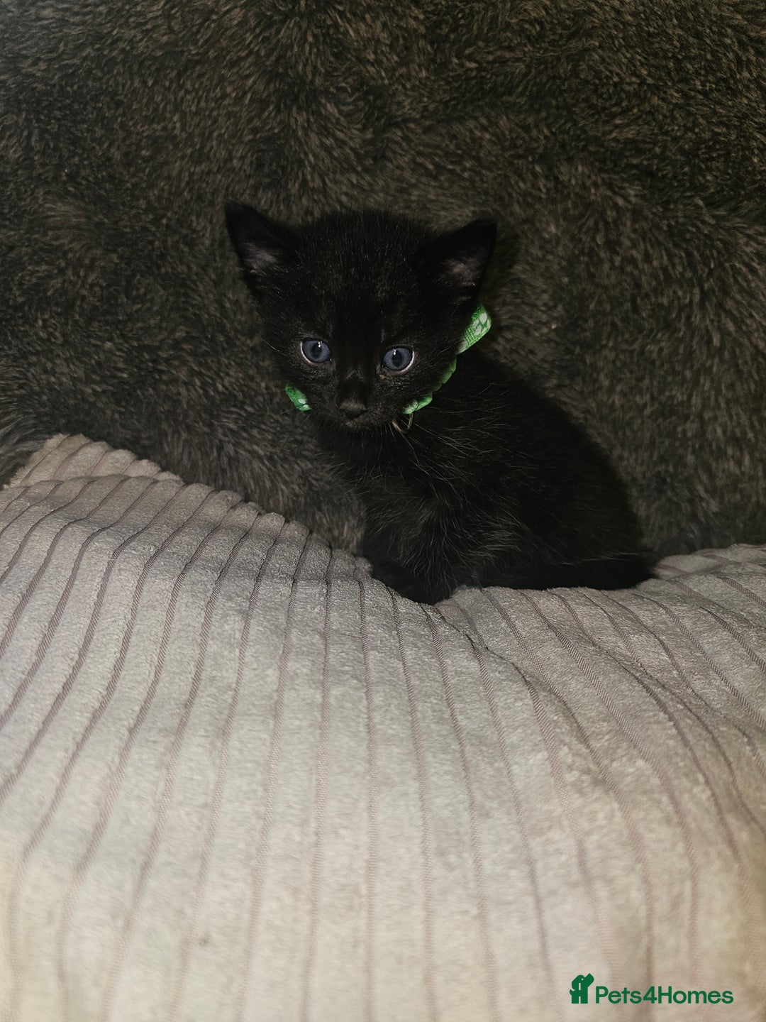 British Shorthair cats for sale: 4 beautiful fluffy kittens 4 weeks old  - Image 6