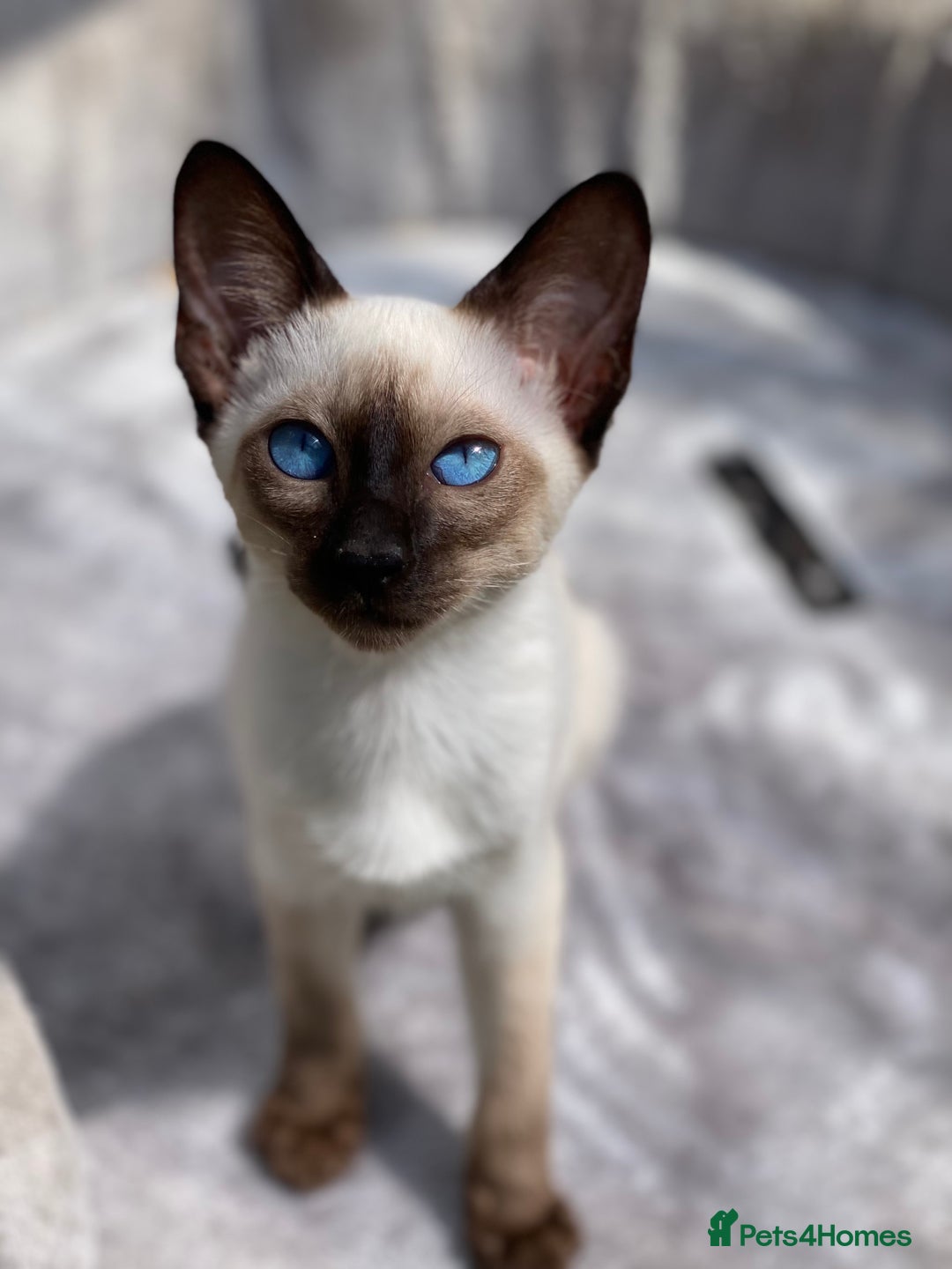 Siamese cats for sale: 😻 Top Quality All Colours Siamese Kittens.  - Image 2