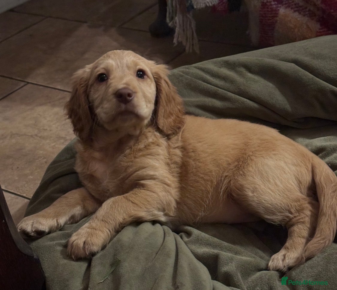 Mixed Breed dogs ‘CockerDoodles’ health-checked healthy chunky pups - Advert 8