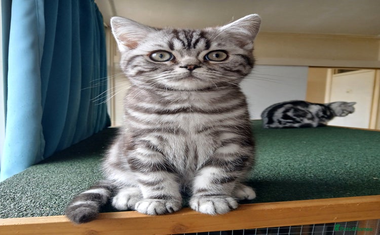 British Shorthair cats - Advert 10