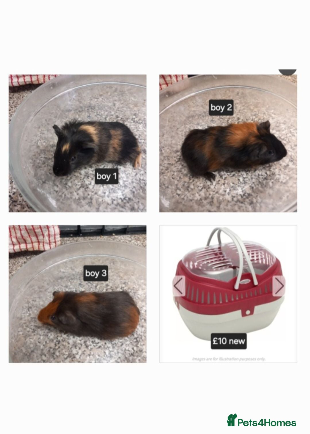 Guinea Pig rodents Baby boy guinea pigs ready now  - Advert 1