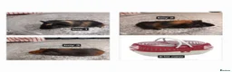 Guinea Pig rodents for sale: Baby boy guinea pigs ready now  - Advert 1