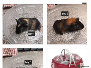 Guinea Pig rodents Baby boy guinea pigs ready now - Advert 1