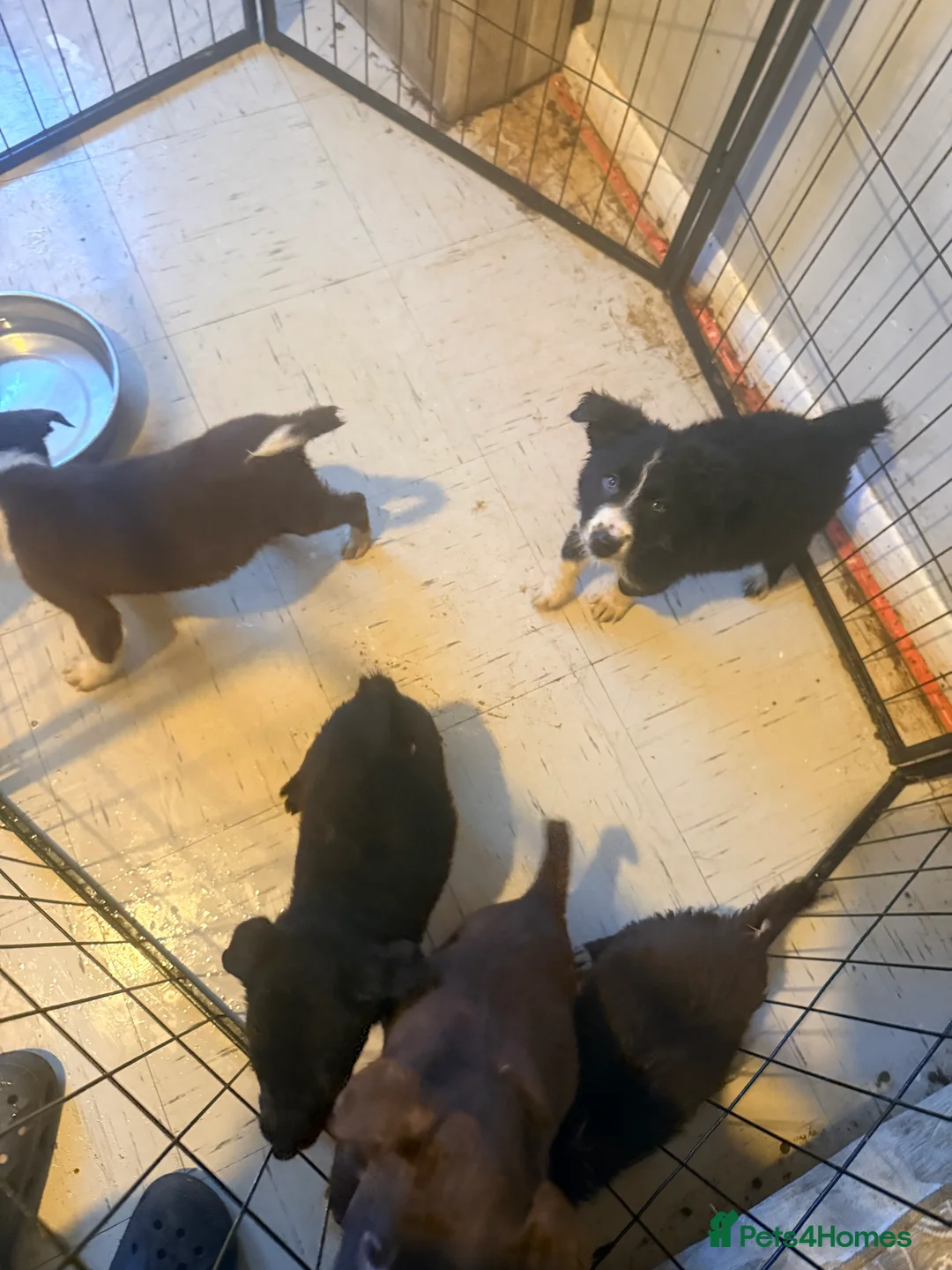 Border Collie dogs for sale: Puppies in Southwell - Advert 9