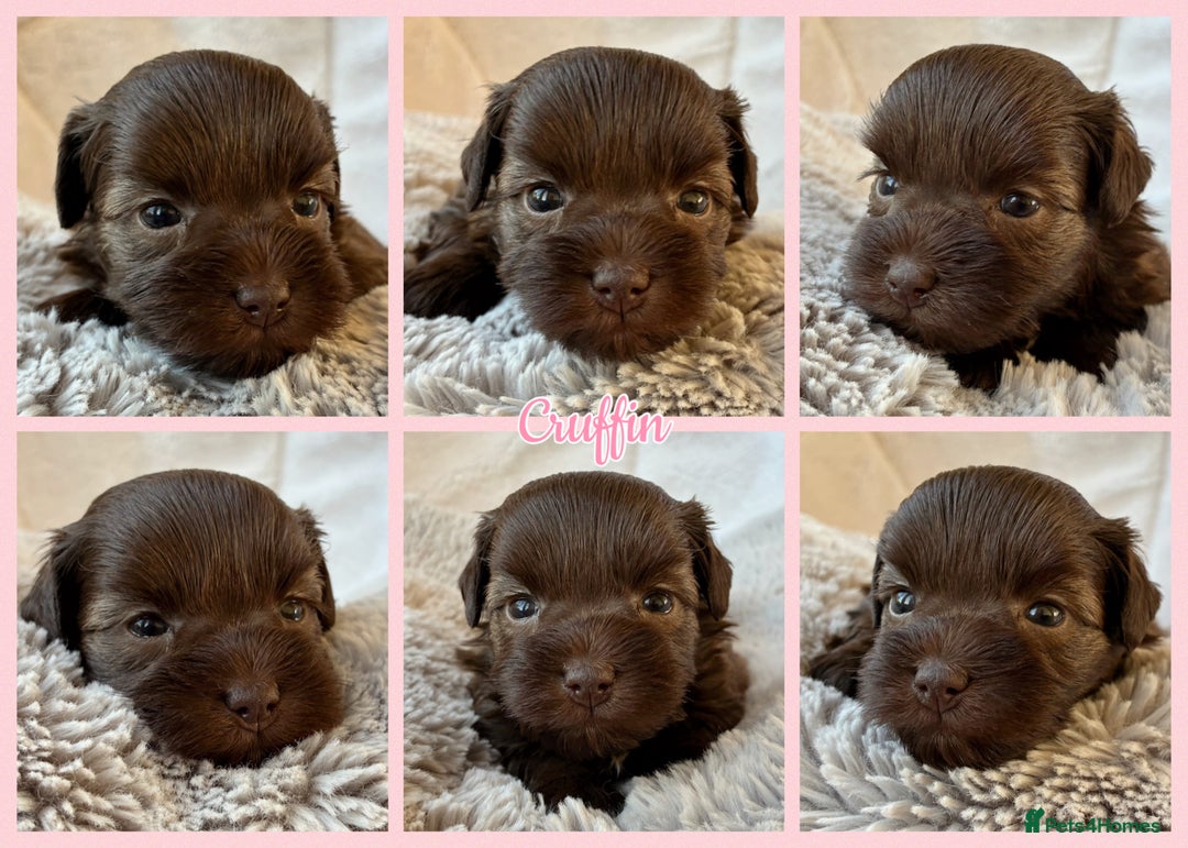 Miniature Schnauzer dogs for sale: MAC/BVA CLEAR - ONE MEGACOATED BLACK GIRL  - Image 18