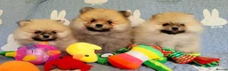 Pomeranian dogs for sale: Stunning KC Pomeranian Puppies for sale - Advert 18