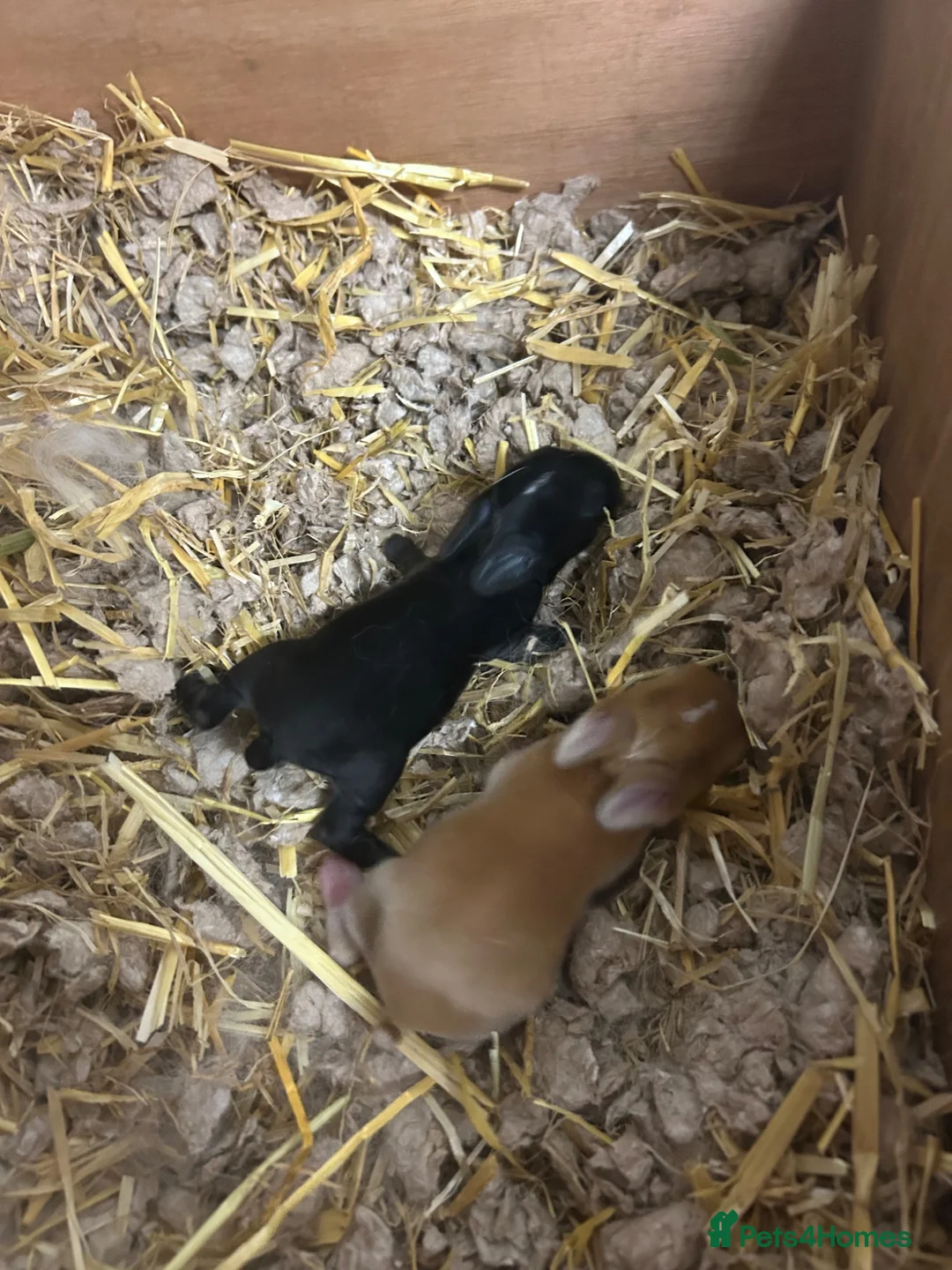 Mini Lop rabbits for sale: Newborn mini lops  - Advert 2