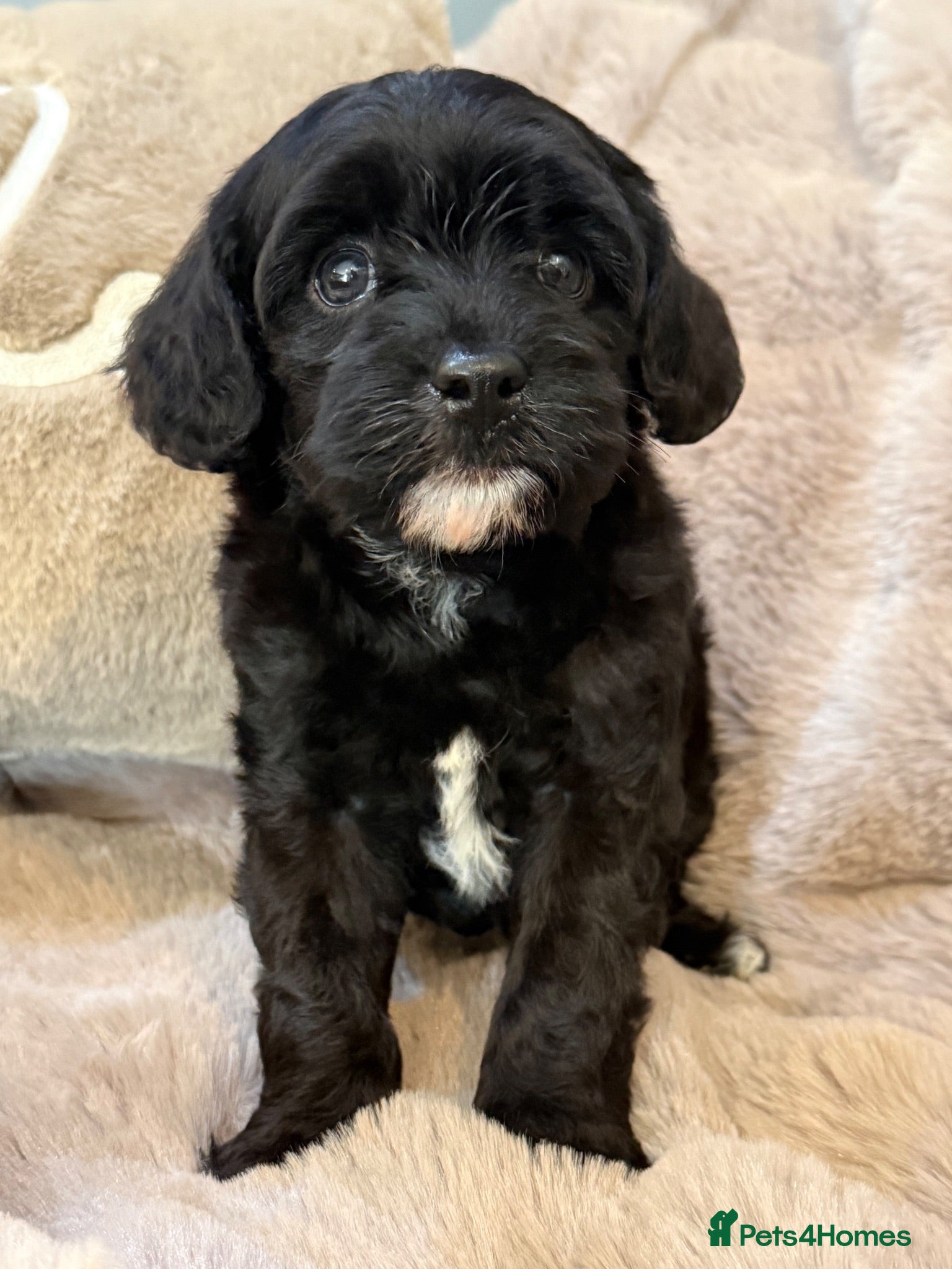 Cavapoo dogs F1 Cavapoo’s ready now - Advert 4