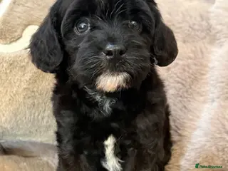 Cavapoo dogs F1 Cavapoo’s ready now - Advert 4
