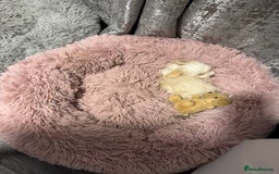 Bichon Frise dogs for sale: One little girl and boy are looking for a family🤍 - Image 10
