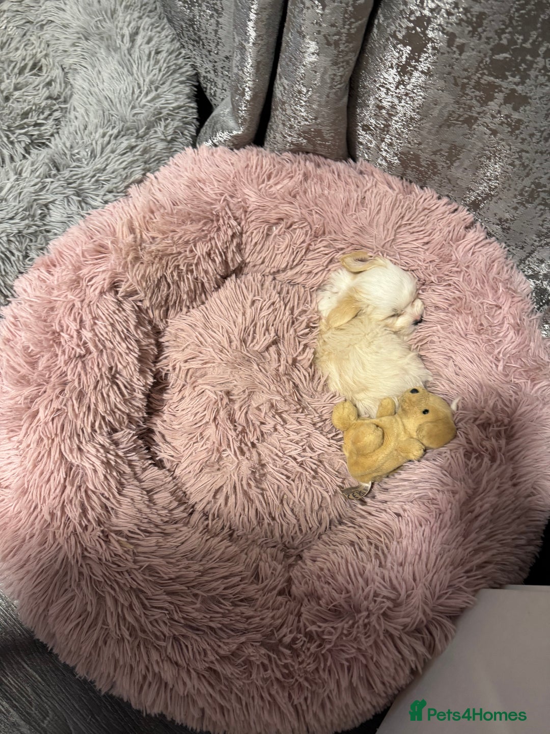 Bichon Frise dogs for sale: One little girl and boy are looking for a family🤍 - Image 10