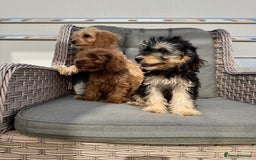 Cockapoo dogs for sale: F1 pra clear Cockapoos (council licensed breeder) - Image 7