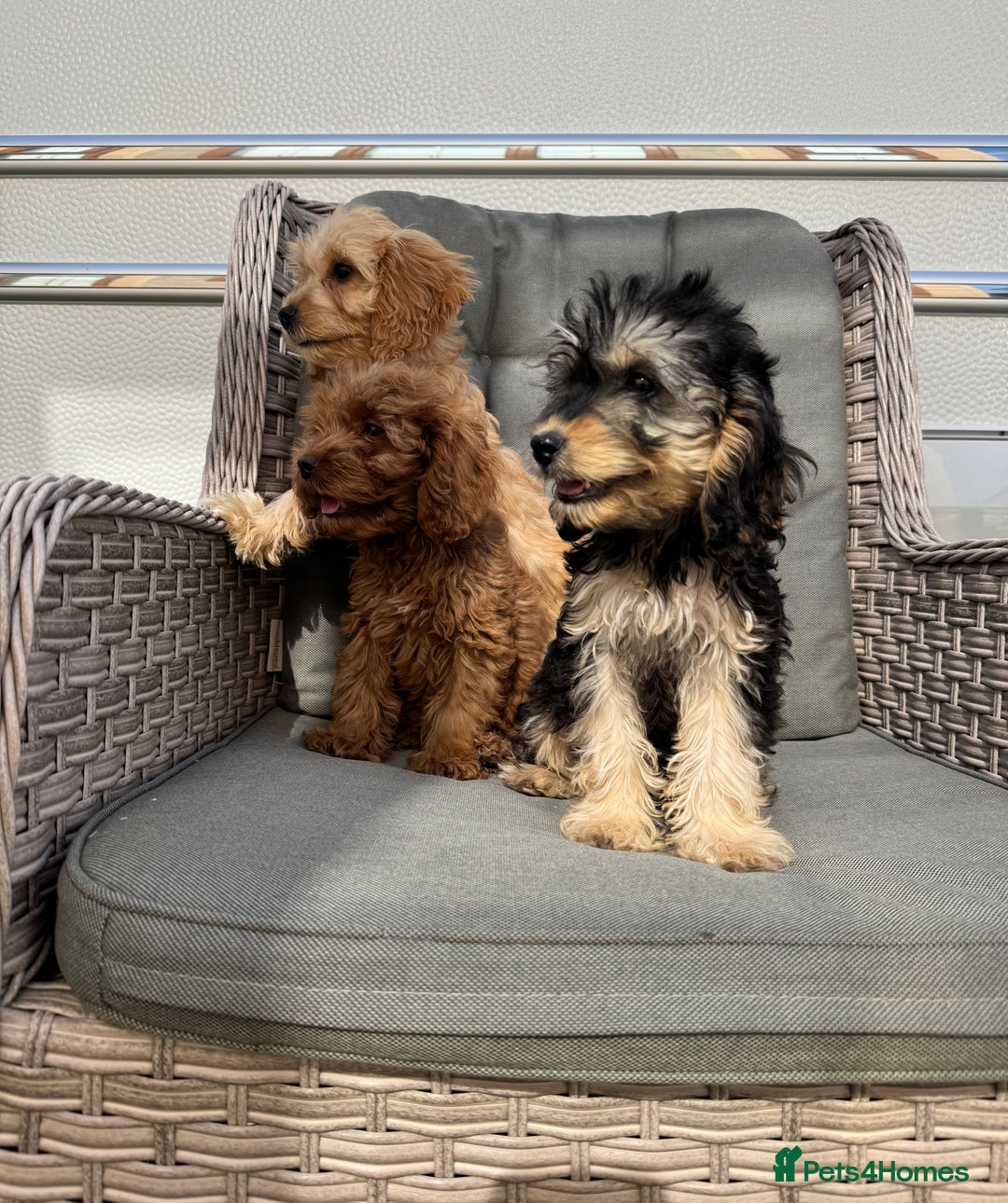 Cockapoo dogs for sale: F1 pra clear Cockapoos (council licensed breeder) - Image 7