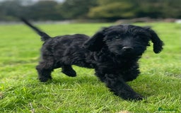 Cockapoo dogs for sale: F1 unique cockerpoo pups  - Image 20