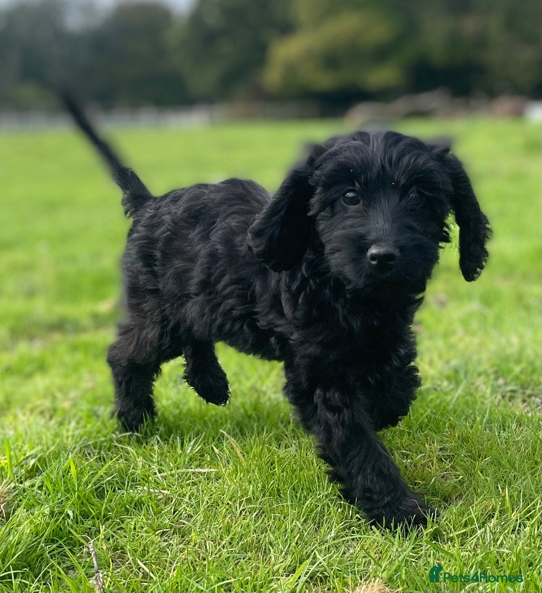 Cockapoo dogs for sale: F1 unique cockerpoo pups  - Image 20