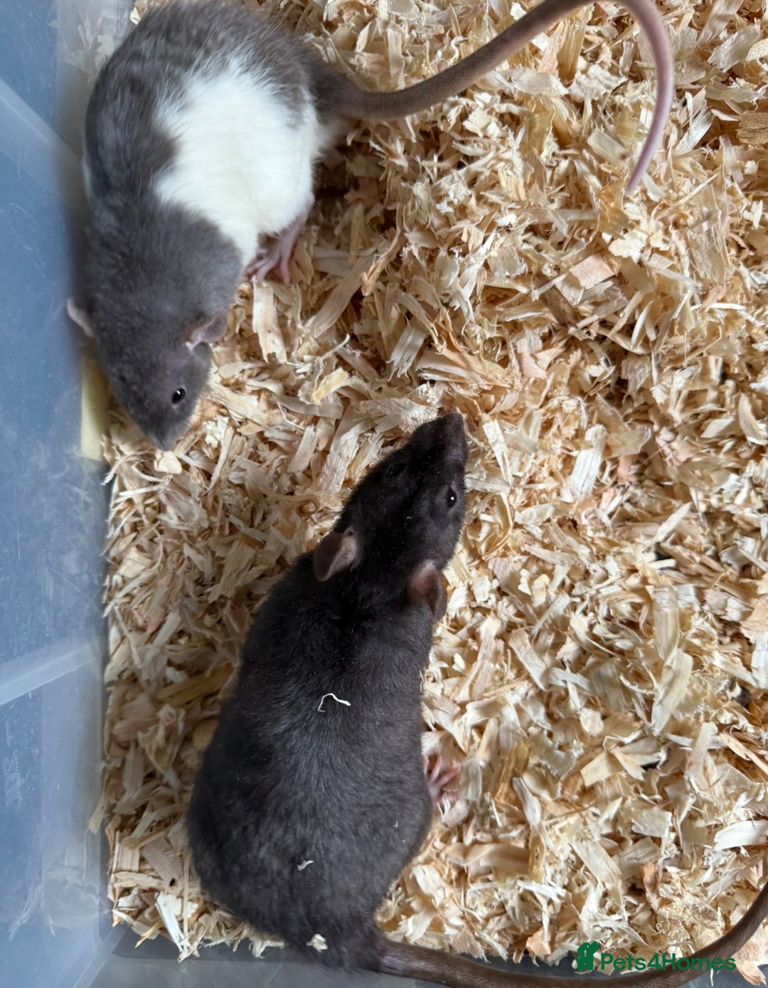 Rat rodents for sale: Baby rats  - Image 2