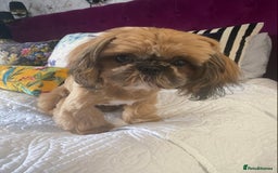 Shih Tzu dogs for sale: Lovely shih-tzu puppies for sale - Image 5