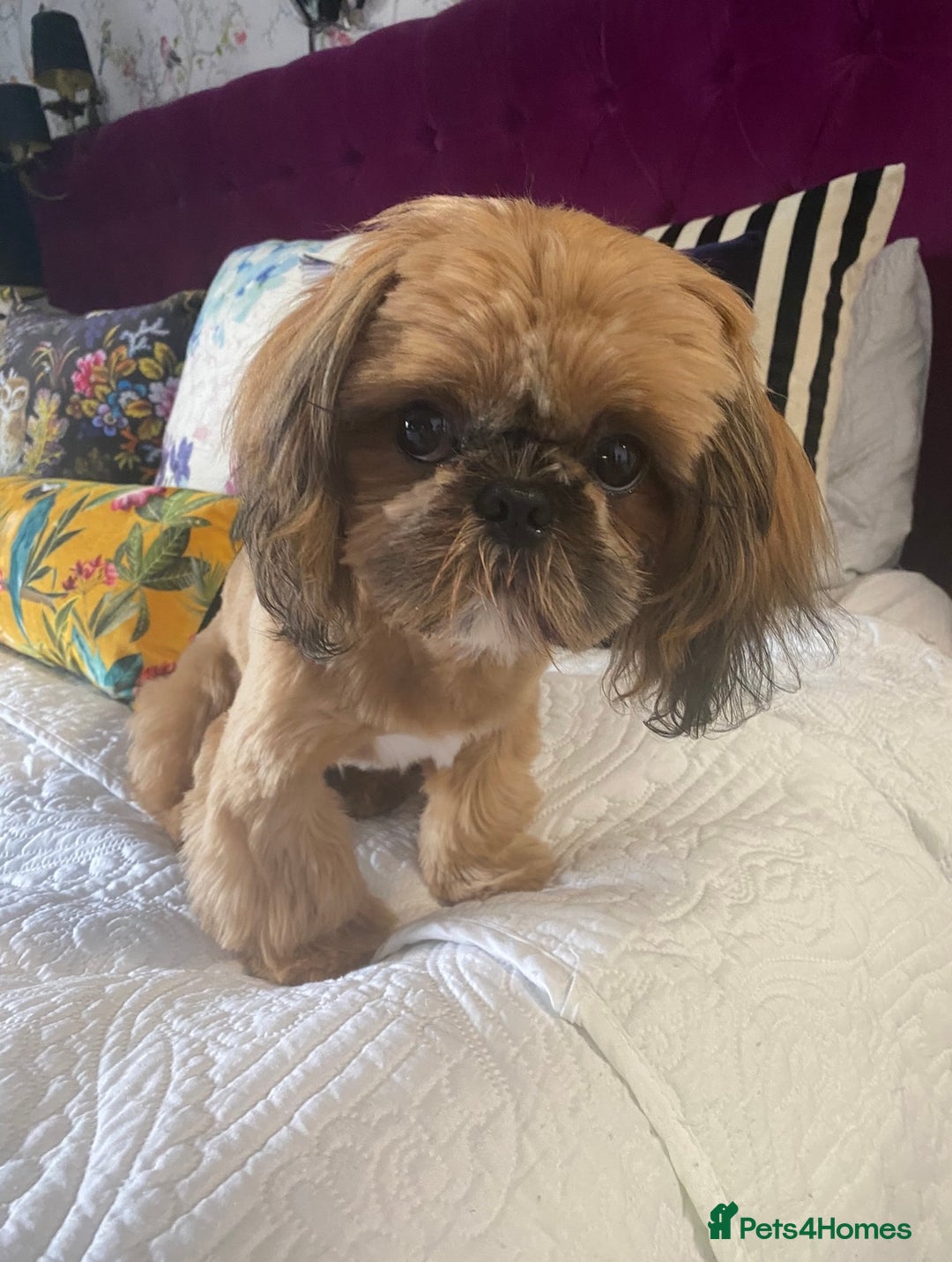 Shih Tzu dogs for sale: Lovely shih-tzu puppies for sale - Image 5