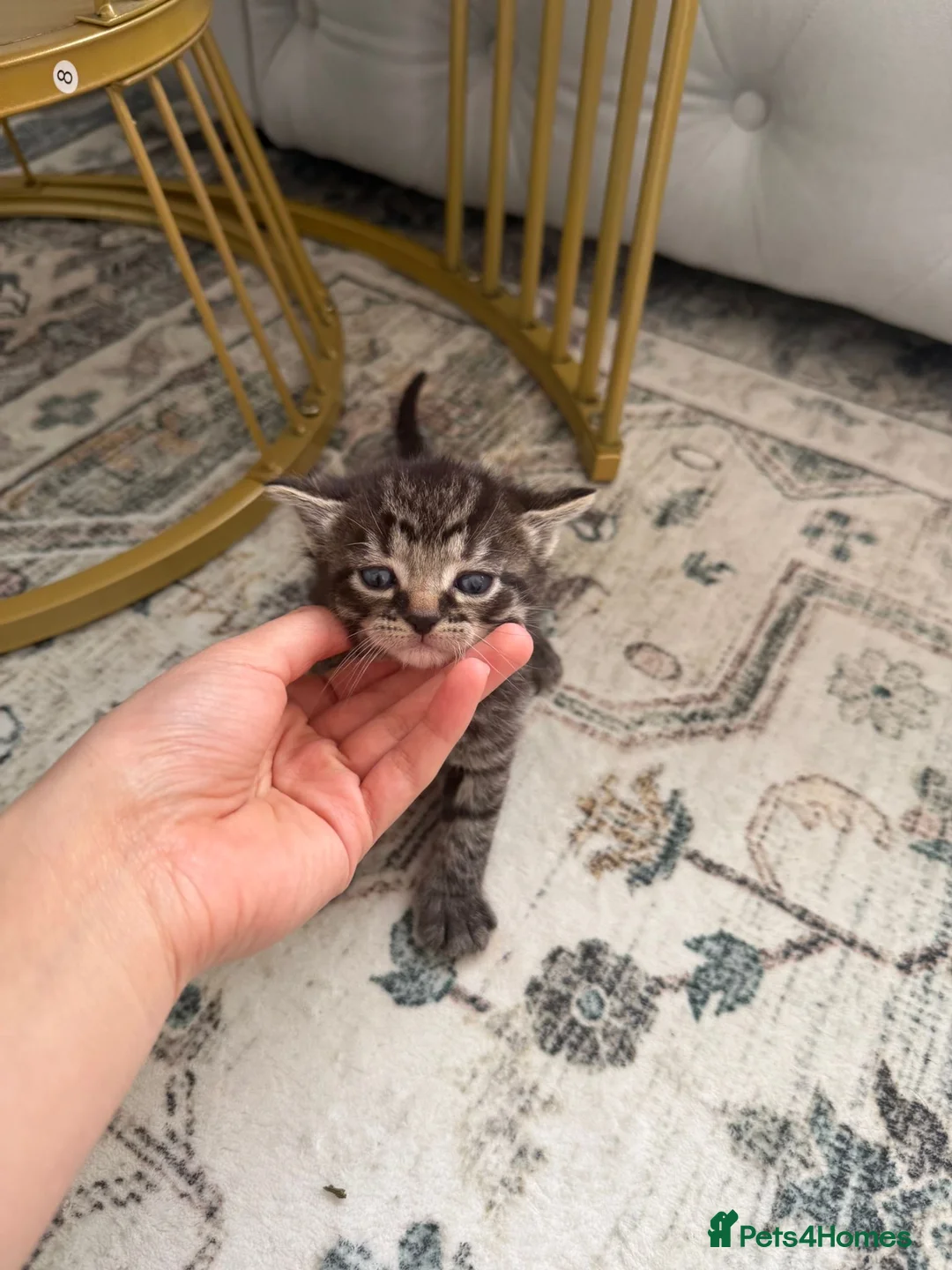 British Shorthair cats for sale: British short hair x domestic kitten  in Leicester - Advert 22