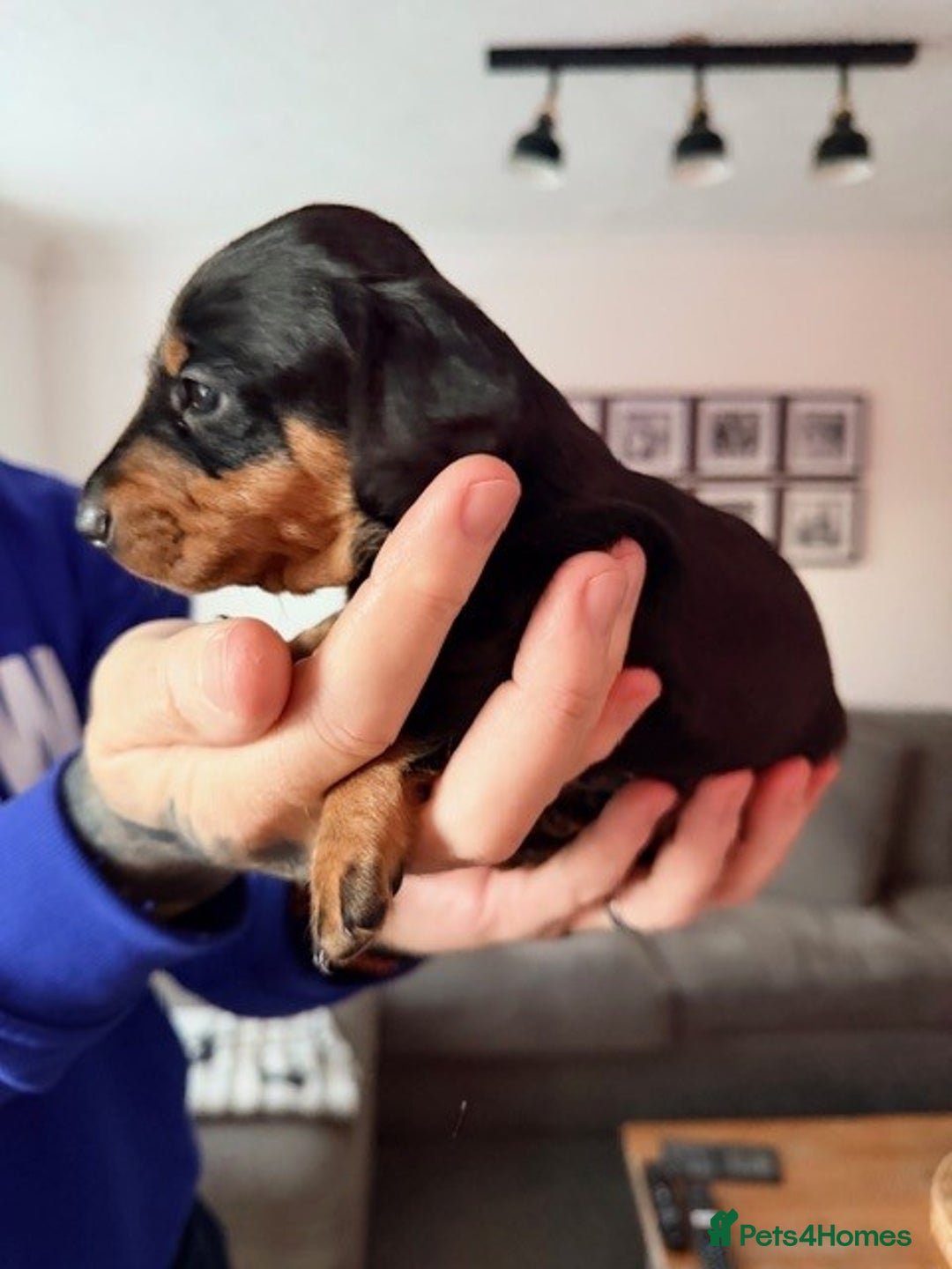 Dachshund dogs for sale: Adorable dachshund puppies 2 male & 2 female - Advert 11