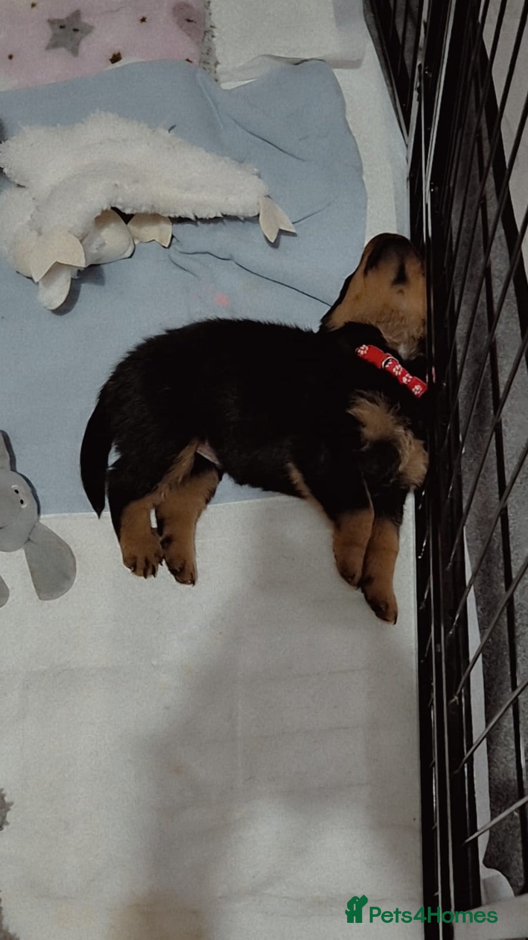 Rottweiler dogs for sale: One beautiful rottweiler boy - Advert 5