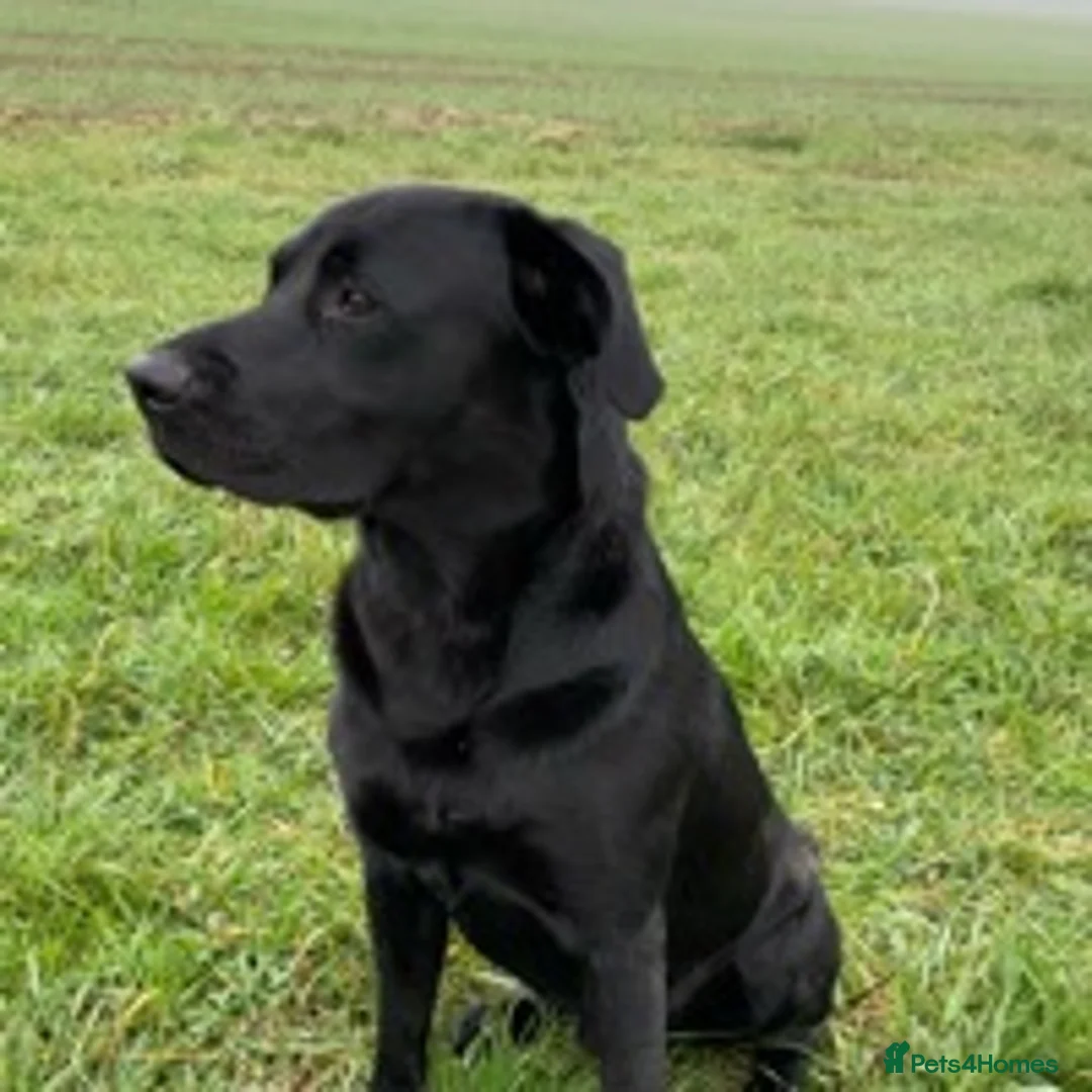Labrador Retriever dogs for stud: Fully Health Tested Stunning Black Labrador Stud in Tewkesbury - Advert 12