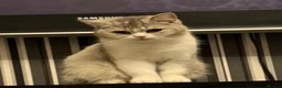 British Shorthair cats for sale: british shorthair cat - Advert 2