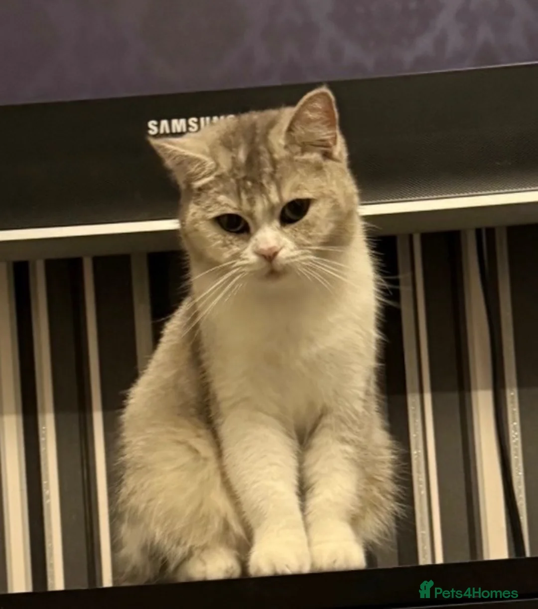 British Shorthair cats for sale: british shorthair cat - Advert 2