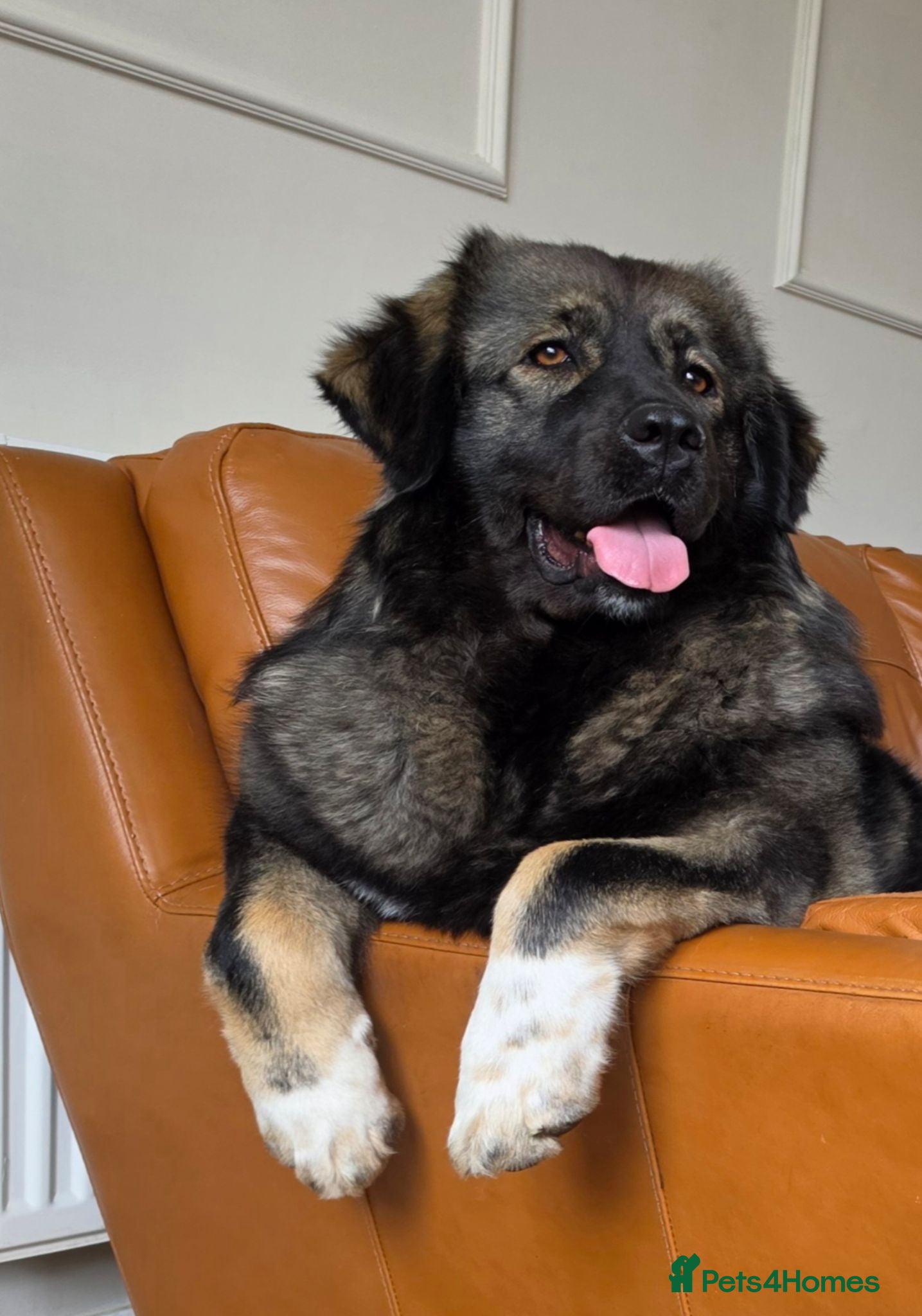 Caucasian Shepherd Dog dogs 2 year old Caucasian sheppard female  - Advert 18