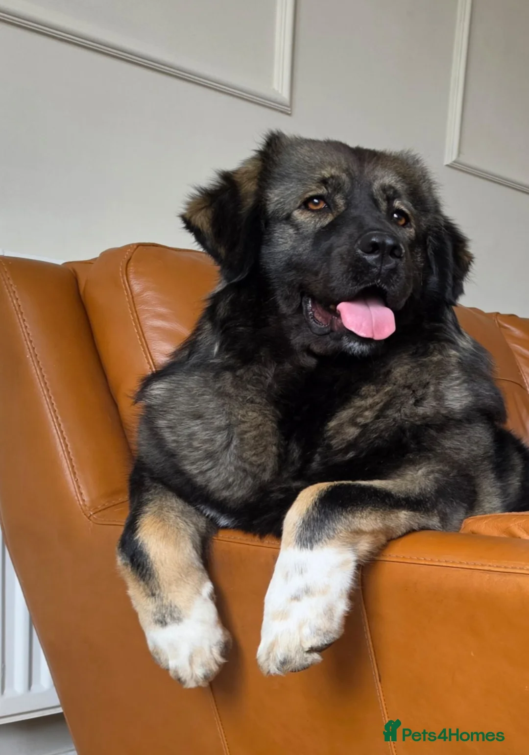 Caucasian Shepherd Dog dogs for sale: 2 year old Caucasian sheppard female  in Hull - Advert 1