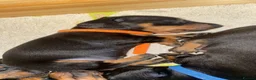 Miniature Dachshund dogs for sale: Beautiful Black and Tan miniature dachshund  - Advert 26