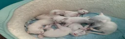 Siamese cats for sale: Lilac point & chocolate point kittens  in Leicester - Advert 18