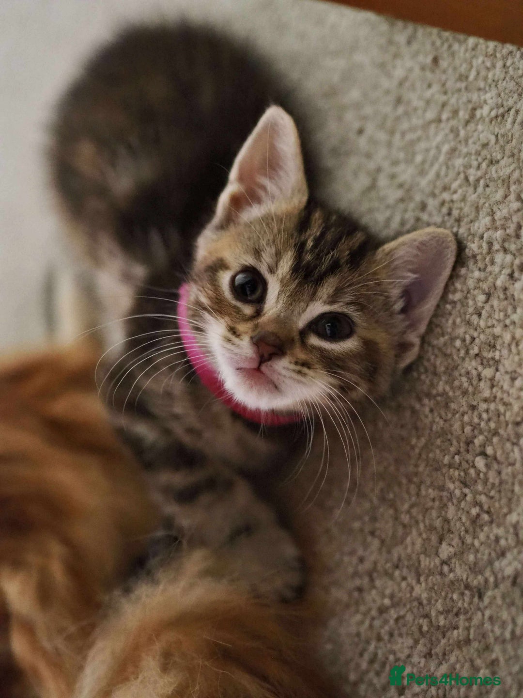 Maine Coon cats for sale: ✨2 Boys and 3 Girls Maine Coon kittens ✨🐾 - Image 33